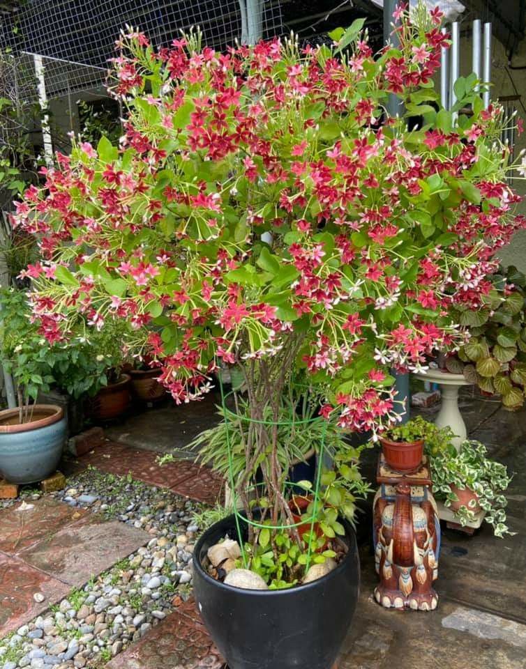 Combretum indicum Plant (Madhumalati)